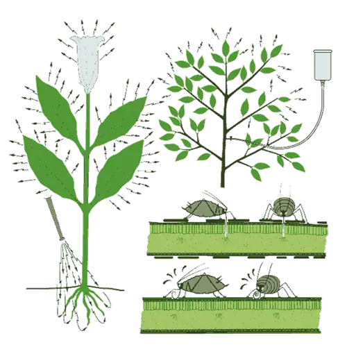 изображение системных инсектицидов, наносимых на корни или инъецируемых, и кормления насекомых
