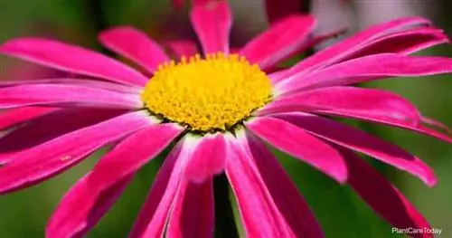 Цветущая расписная ромашка - Tanacetum coccineum Цветущая расписная ромашка - Tanacetum coccineum