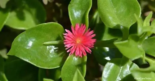 Цветение Aptenia cordifolia - детская солнечная роза.