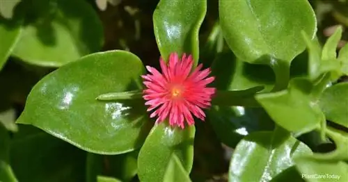 Уход за Aptenia Cordifolia: выращивание детской солнечной розы