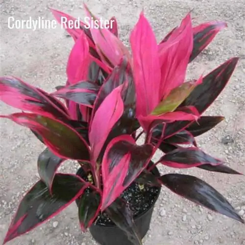 яркие цвета драцены Cordyline Red Sister