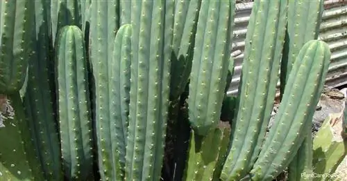 Уход за кактусом Сан-Педро: советы по выращиванию Trichocereus Pachanoi