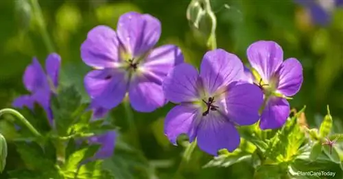 Цветущая выносливая герань Cranesbill