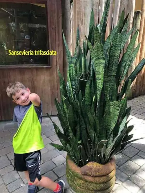 Высокое змеиное растение (Sansevieria trifasciata) хорошо себя чувствует в горшке - ферма аллигаторов Сент-Огастин, Флорида, 2019 г.