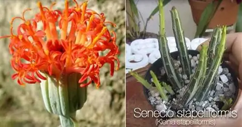 Цветущее соленье - Senecio Stapeliiformis