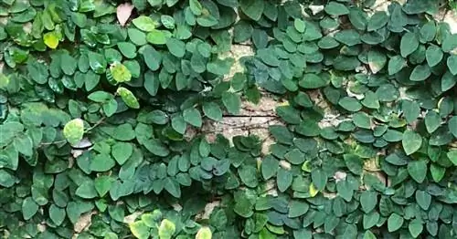 Ползучий инжир Ficus pumila, растущий на стене в Disney's Animal Kingdom, Орландо, Флорида, октябрь 2018 г.