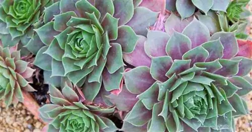 Выращивание кур и цыплят: как ухаживать за Sempervivum [Houseleek]