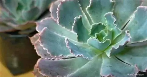 Ярко раскрашенные и выносливые неоновые брейкеры Echeveria