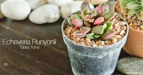 Привлекательный суккулент Echeveria Runyonii в горшке.