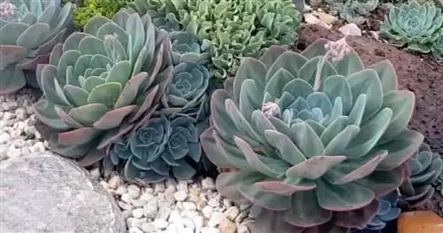 Несколько синих роз Echeveria x imbricata посажены в сочном саду.