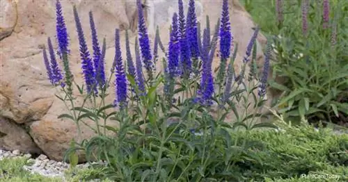 Цветущая гордость Мадейры (Echium Candicans)