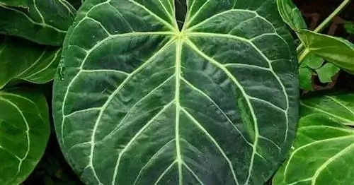 Уход за Anthurium Magnificum: потрясающая красота для вашей коллекции комнатных растений