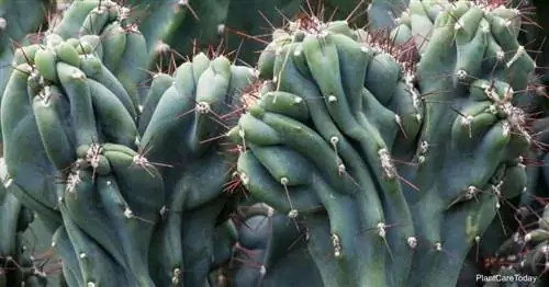 Cereus Peruvianus Monstrouse Care