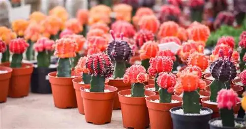 Коллекция красных колпачковых лунных кактусов Gymnocalycium