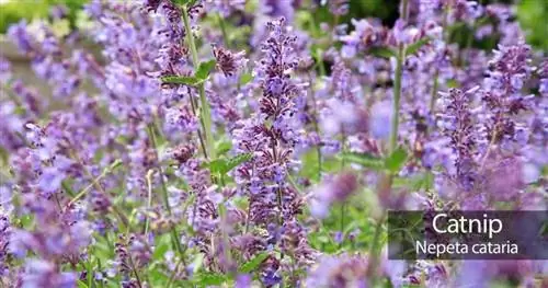 цветки растущей кошачьей мяты - nepeta cataria - на большом открытом участке.