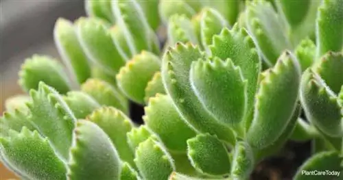 уникальные листья Cotyledon Tomentosa the Bear Paw Succulent