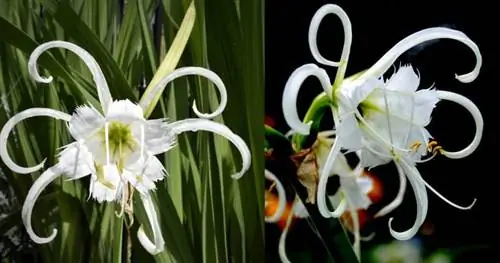 Цветущий перуанский нарцисс