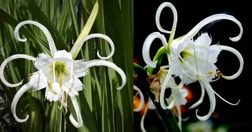 Выращивание луковиц перуанского нарцисса и лилии