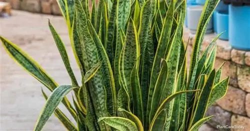 Горшечное растение свекрови на открытом воздухе