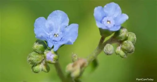 Китайский Forget Me Not Care: Как вырастить Cynoglossum Amabile