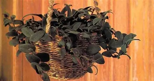 Cyanotis Kewensis Basket - растение плюшевого мишки