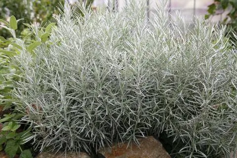Трава карри (Helichrysum thianschanicum)