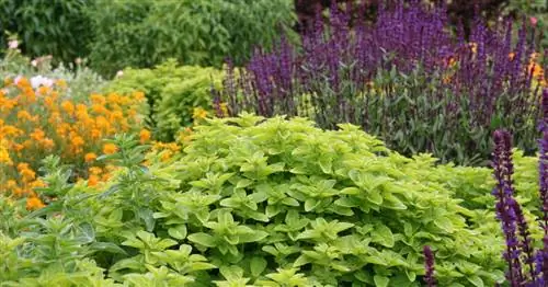 Травы и многолетники: дерзкое сочетание