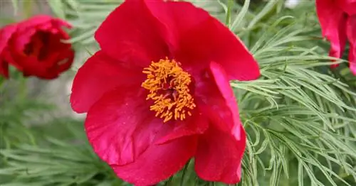 Долгоживущие многолетники: больше цветов с каждым годом