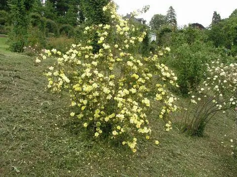 Дикие розы для стабилизации склонов
