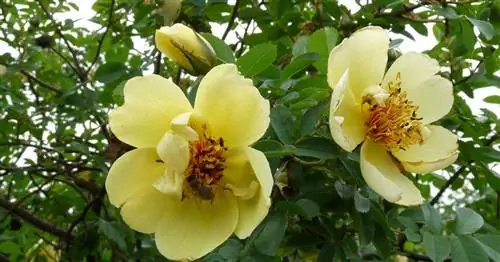 Дикие розы: 13 самых красивых диких видов