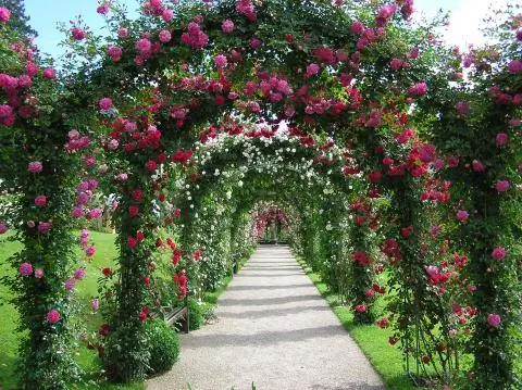 Rose Novelty Garden Baden-Baden
