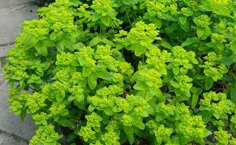 Золотой молочай (Euphorbia polychroma)