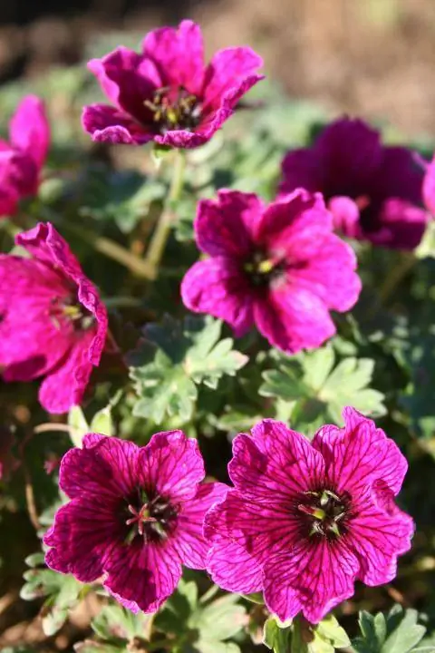 Фиолетовая подушка Cranesbill