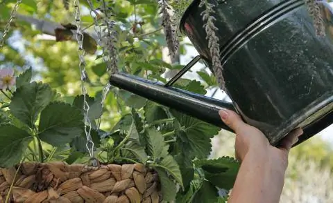 Земляное растение в подвесной корзине