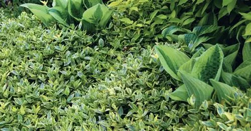 Обрезка растительного покрова: как и зачем вы это делаете?