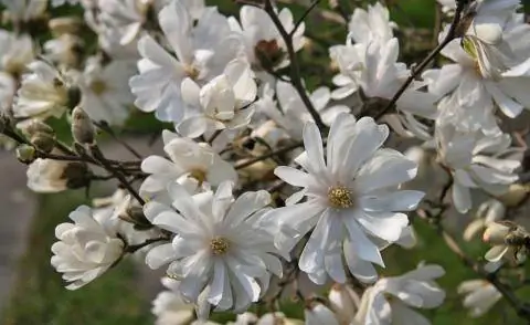 Звездчатая магнолия (Magnolia stellata)
