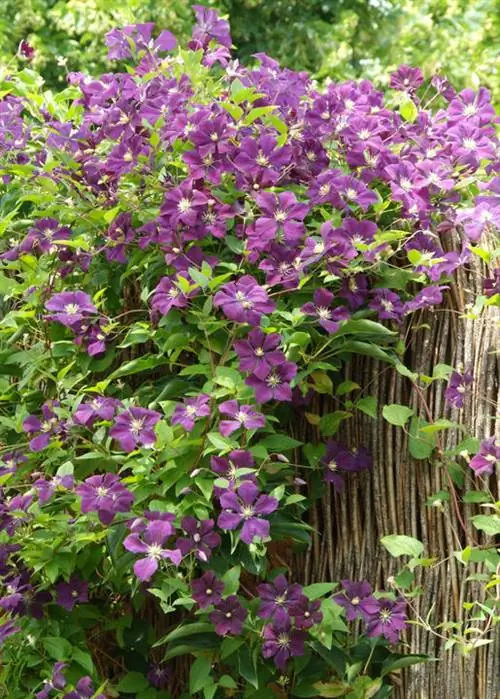 Клематис витичелла 'Etoile Violette'