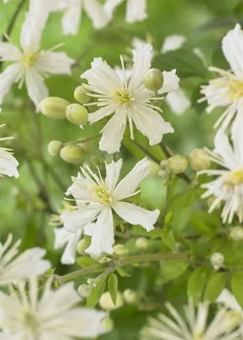 Clematis x fargesoides 'Paul Farges'