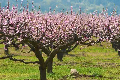 персиковые деревья персиковая роща плита корона