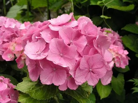 Гортензия крестьянская (Hydrangea macrophylla)