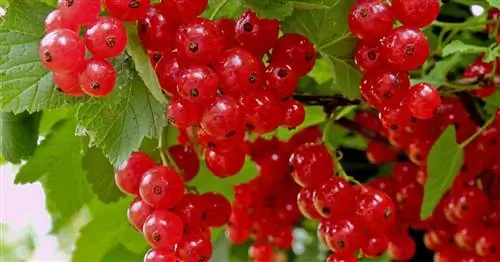 Посадить смородину правильно