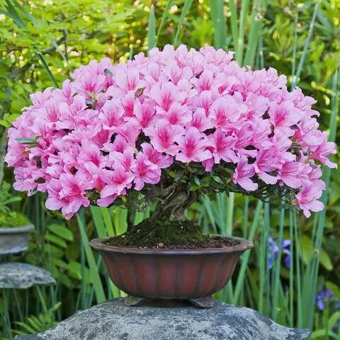 Азалия бонсай (Rhododendron indicum 'Osakazuki')