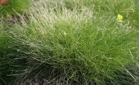 Медвежья трава Festuca