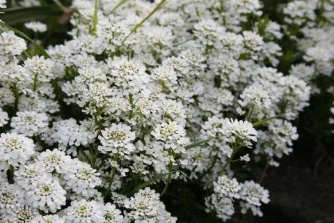 Candytuft многолетний сад на склоне холма