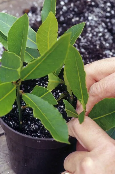 черенки лавра