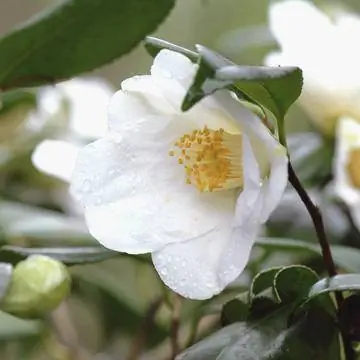 Камелия Camellia japonica Alba Simplex