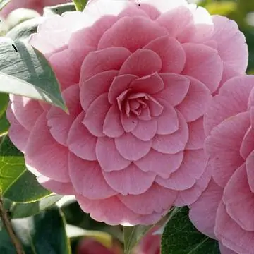 Камелия Camellia japonica миссис Тингли