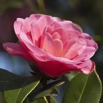 Камелия Camellia japonica Водяная лилия
