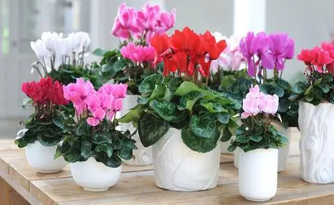 Цикламен комнатный