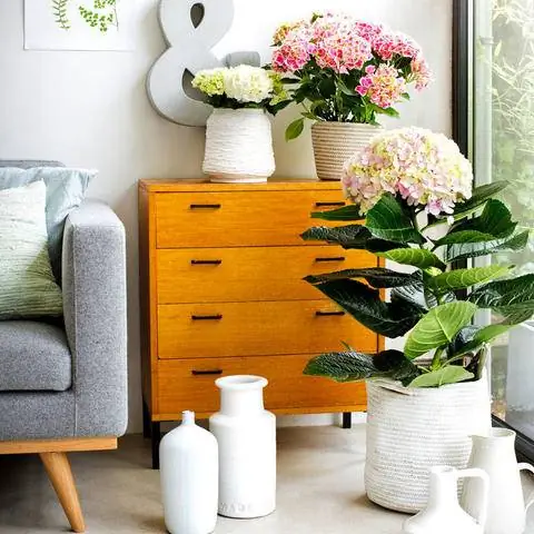 Гортензии комнатные у окна